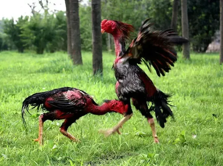 Các Phương Pháp Lai Tạo Kinh Điển Và Hiện Đại