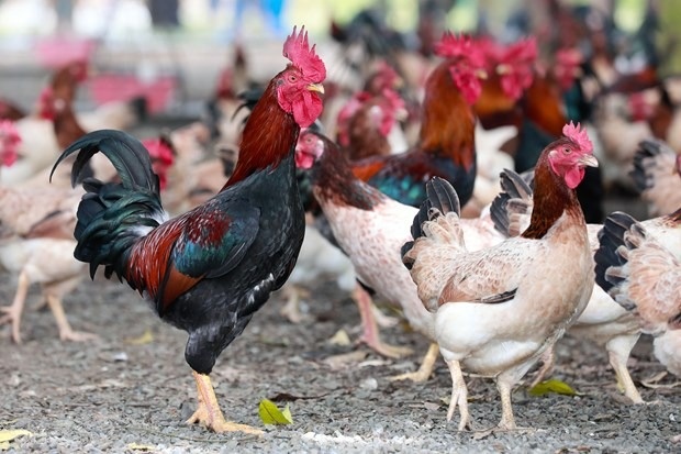 Huấn Luyện Gà Chọi: Kỹ Thuật Nâng Cao