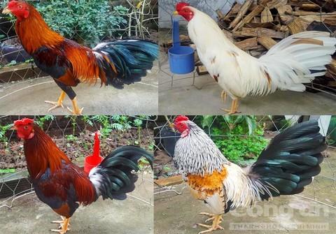 Giai Đoạn Gà Tơ & Huấn Luyện Cơ Bản