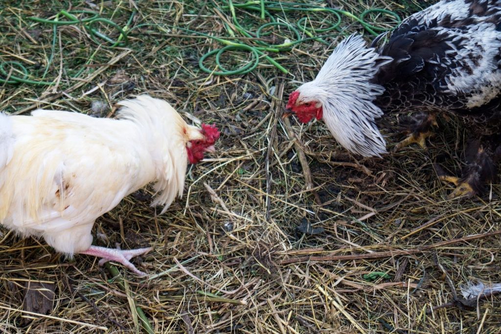 Vào tầm – chốt theo hệ cựa